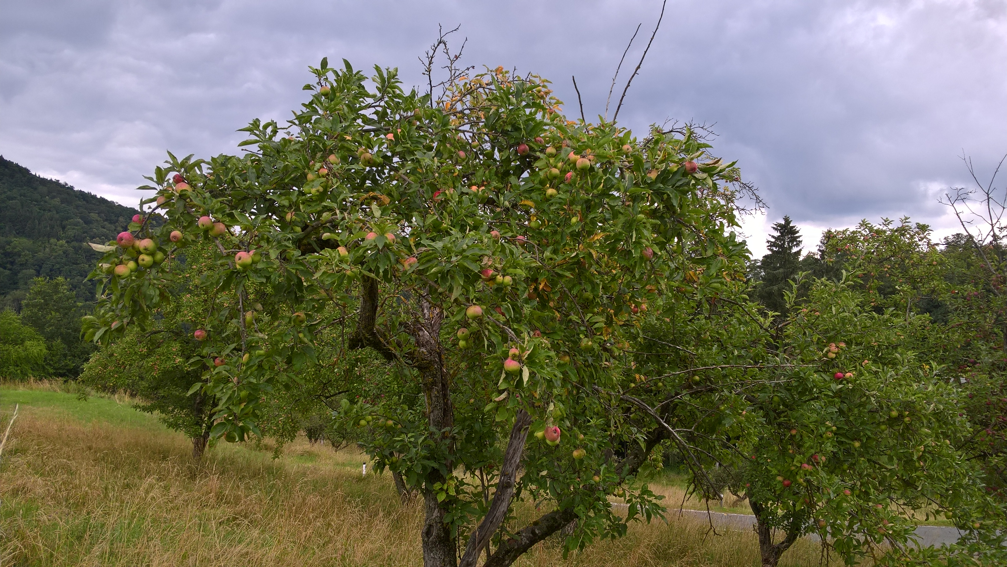 Streuobstwiese