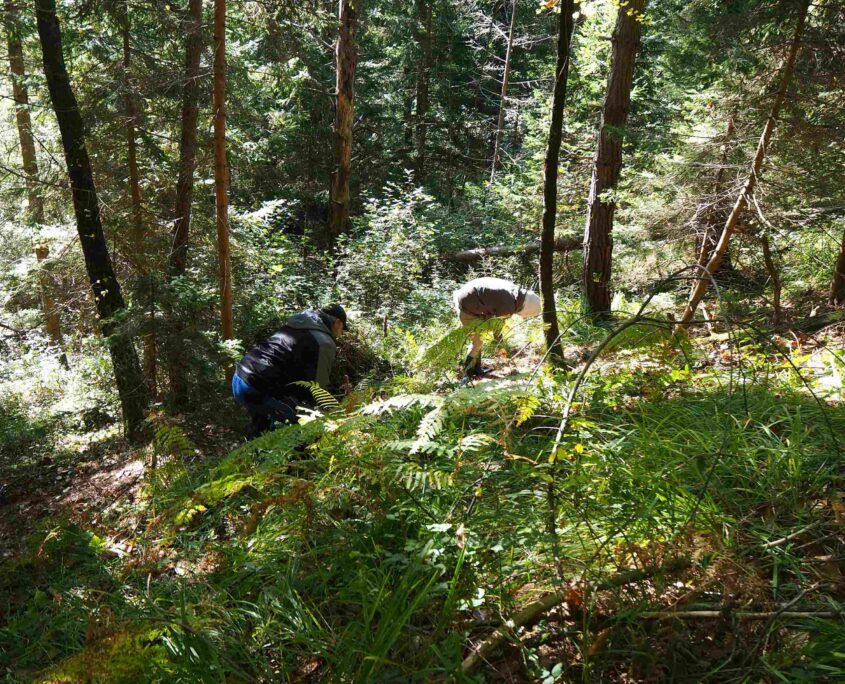 Wald_Schwanberg_2_red